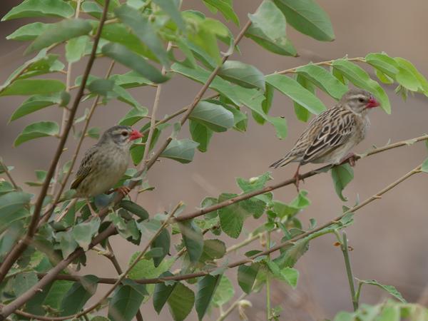 <h3><a href="/trips/tanzania/biota/animalia/chordata/aves/040 passeriformes/114 ploceidae/quelea quelea/quelea quelea-nl.html">Quelea&nbsp;quelea</a> / Red‑billed&nbsp;quelea / Roodbekwever</h3>OM-1 Mark II met OLYMPUS M.150-400mm F4.5 TC, 1/2000 sec  bij F5.6, ISO 800, afstand 19.3&nbsp;m